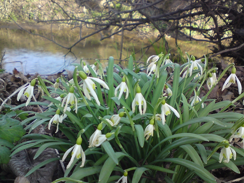Alba-Cestice-07.jpg - Podél břehu je možné na počátku dubna spatřit mnohé květy, co potěší srdce