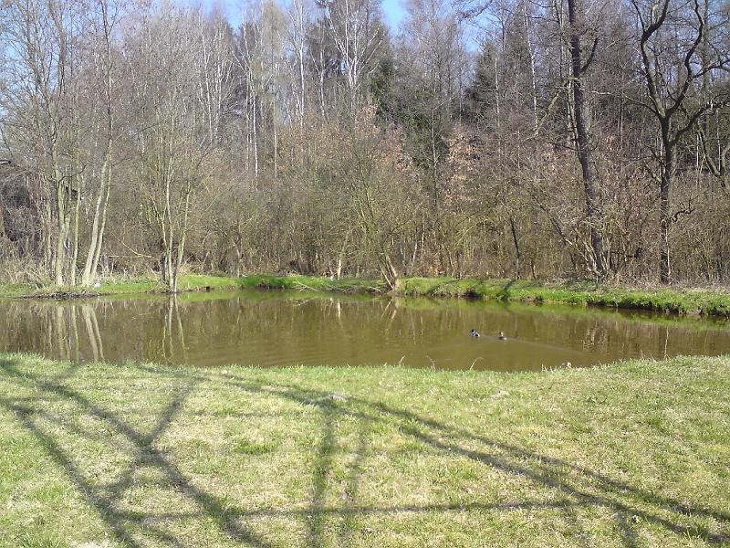 Alba-Lipa-nad-Orlici-03.jpg - Malý rybníček v Lípě nad Orlicí, napájený z Alby, domov páru divokých kachen