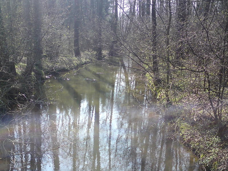 Alba-Lipa-nad-Orlici-06.jpg - I v lesních úsecích je možné vidět hodný kus toku Alby