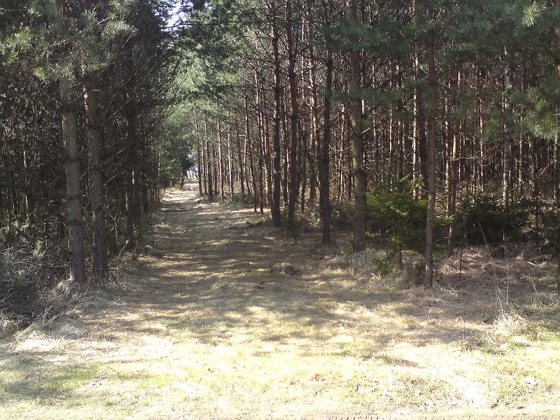 Alba-Lipa-nad-Orlici-24.jpg - Jedna z příjezdových lesních cest k pravému břehu Alby mezi Lípou nad Orlicí a Týništěm nad Orlicí