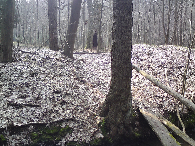 Alba-Petrovice-nad-Orlici-19.jpg - Je jasné, že lávka vede k vykotlanému dubu a lišku zajisté unese