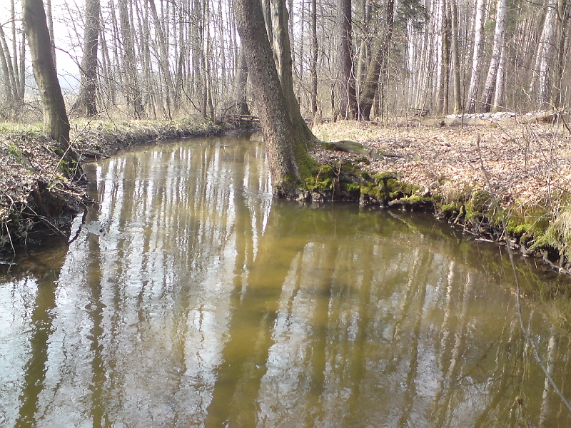 Alba-Trebechovice-11.jpg - Tak to může vypadat, když strom na břehu roste sice do vody, ale nikterak ji nenarušuje