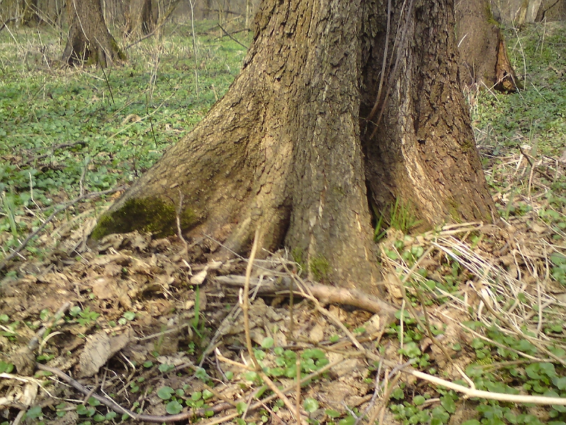 Alba-Tyniste-nad-Orlici-52.jpg - Pozornému návštěvníku jistě stromy napoví, že ne vždy byla vodní hladina právě v těch místech, co je nyní